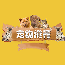 宠物推荐手机版下载