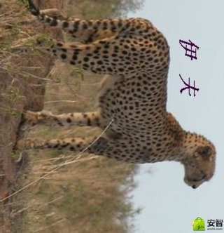 伊夫
