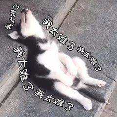 抖音我太南了表情包