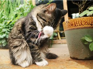 品牌“玩”猫上瘾，背后有哪些营销逻辑？