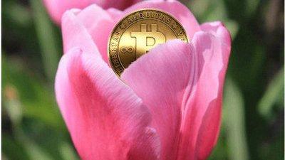 荷兰 郁金香事件,荷兰郁金香事件给投资者的启示-第1张图片-binance下载